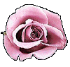 Gortie's Rose